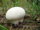 Міцелій Головача круглого, Calvatia utriformis 100 г - зображення 3