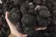 Мицелий Трюфеля чёрного перигорского, Tuber melanosporum 100 г - изображение 2