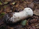 Міцелій Подгруздка білого (Сухого груздя), Russula delica 100 г - зображення 5