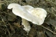 Міцелій Говорушки рудою підігнутого, Clitocybe geotropa 100 г - зображення 6