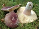 Міцелій Сироїжки лайкової (Сироїжки зелено-червоною), Russula alutacea 100 г - зображення 3