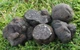 Мицелий Трюфеля чёрного перигорского, Tuber melanosporum 100 г - изображение 4