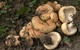 Міцелій Груздя повстяного (Скрипицы), Lactarius vellereus 100 г - зображення 5