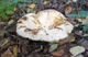 Міцелій Груздя цього, Lactarius resimus 100 г - зображення 3