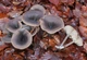 Міцелій Говорушки гігантської, Leucopaxillus giganteus 100 г - зображення 5