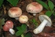 Міцелій Сироїжки харчової (Сироїжки їстівної), Russula vesca 100 г - зображення 2