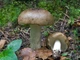 Мицелий Сыроежки охристой, Russula ochroleuca 100 г - изображение 4