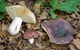Міцелій Сироїжки лайкової (Сироїжки зелено-червоною), Russula alutacea 100 г - зображення 5