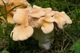 Мицелий Дубовика крапчатого, Boletus erythropus 100 г - изображение 9
