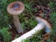 Мицелий Гигрофора сыроежкового (Вишняк), Hygrophorus russula 100 г - изображение 3