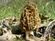 Мицелий Сморчка обыкновенного, Morchella esculenta 100 г - изображение 2