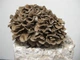 Міцелій maitake смажені гриби (Гріфола кучерява), Grifola frondosa 100 г - зображення 3