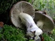 Міцелій Паутинника чудового, Cortinarius praestans 100 г - зображення 4