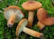 Мицелий Груздя горького (Горькушки рыжей), Lactarius rufus 100 г - изображение 4