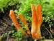 Міцелій Кордицепса військового, Cordyceps militaris 100 г - зображення 5
