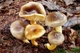 Мицелий Гигрофор поздний (бурый), Hygrophorus hypothejus 100 г - изображение 2