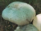 Мицелий Сыроежки жгучей, Russula emetica 100 г - изображение 6