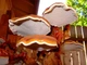 Мицелий на брусочках Опёнок тёмный, Armillaria ostoyae - изображение 10