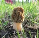 Мицелий Сморчка обыкновенного, Morchella esculenta 100 г - изображение 5
