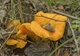 Міцелій Лисички звичайної (жовтої), Cantharellus cibarius 100 г - зображення 2