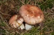 Міцелій Сироїжки харчової (Сироїжки їстівної), Russula vesca 100 г - зображення 4