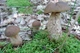 Мицелий Подосиновика серого, Leccinum versipelle f. grisea 100 г - изображение 3