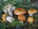 Міцелій Сироїжки харчової (Сироїжки їстівної), Russula vesca 100 г - зображення 6