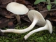 Міцелій Гиропора березового (Гиропоруса синеющего), Gyroporus cyanescens 100 г - зображення 4