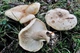 Міцелій Груздя пергаментного, Lactarius pergamenus 100 г - зображення 1