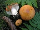 Міцелій Сироїжки харчової (Сироїжки їстівної), Russula vesca 100 г - зображення 7
