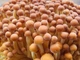 Міцелій на брусочки Енокітаке, Agaricus velutipes - зображення 1
