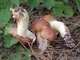 Мицелий Маслёнка зернистого, Suillus granulatus 100 г - изображение 2