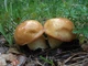 Мицелий Маслёнка зернистого, Suillus granulatus 100 г - изображение 3