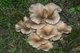 Мицелий на брусочках Вешенка рожковидная (Вешенка обильная), Pleurotus cornucopiae - изображение 3