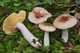 Міцелій Сироїжки непоказною, Russula nauseosa 100 г - зображення 3
