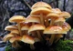 Мицелий Опёнка зимнего, Flammulina velutipes 100 г - изображение 1