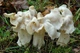 Міцелій Лисички сірої, Craterellus cornukopioides 100 г - зображення 6