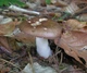 Мицелий Сыроежки сине-жёлтой, Russula cyanoxantha 100 г - изображение 8