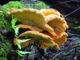 Мицелий Трутовика серно-жёлтого, Laetiporus sulphureus 100 г - изображение 1