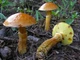 Мицелий Маслёнка зернистого, Suillus granulatus 100 г - изображение 7