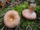 Міцелій Вольвариеллы прекрасною, Volvariella speciosa 100 г - зображення 4