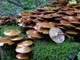 Міцелій на брусочки Опеньок літній (Опеньок липовий), Kuehneromyces mutabilis - зображення 2