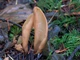 Міцелій Ежовика строкатого, Sarcodon imbricatus 100 г - зображення 6