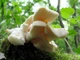 Мицелий Ежовика коралловидного, Hericium coralloides 100 г - изображение 4
