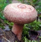 Міцелій Вольвариеллы прекрасною, Volvariella speciosa 100 г - зображення 5