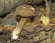 Міцелій Млечника темно-бурого, Lactarius fuliginosus 100 г - зображення 2
