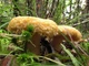 Міцелій Груздя перцевого, Lactarius piperatus 100 г - зображення 6