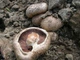 Мицелий Шампиньона королевского, Agaricus bisporus 100 г - изображение 3