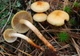 Міцелій Опенька лугового, Marasmius oreades 100 г - зображення 6