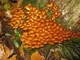 Міцелій на брусочки Опеньок натяк (Фоліота намеко), Pholiota nameko - зображення 2
